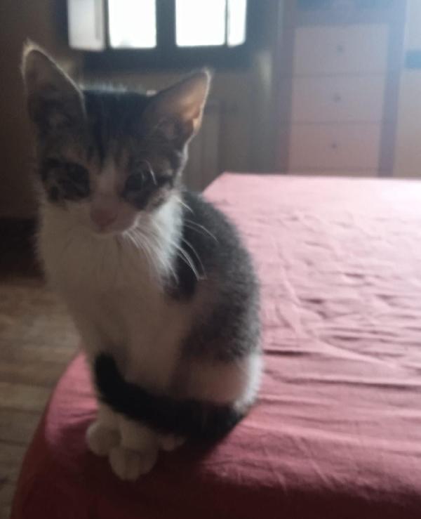 LILLY, gattina di 4 mesi a Biella Foto 3